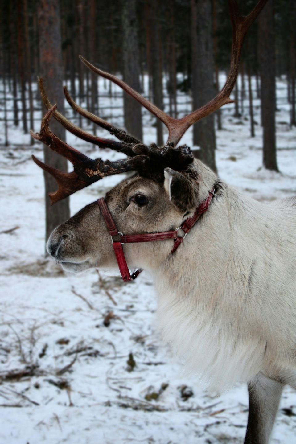 A white reindeer with large antlers standing in a snowy forest