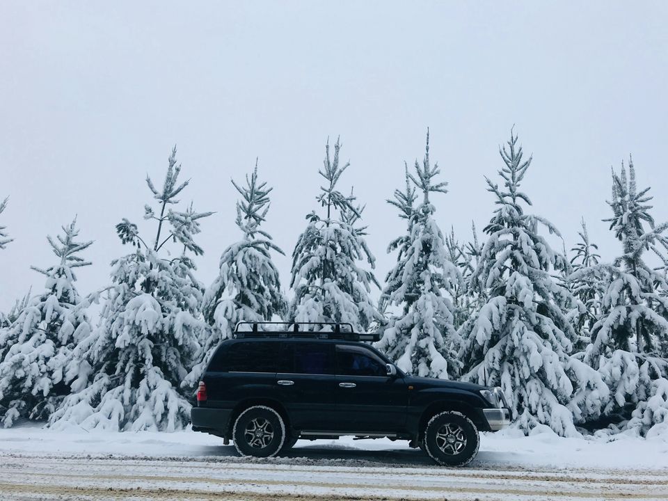 A dark SUV on a snowy road in front of snow-laden spruce trees